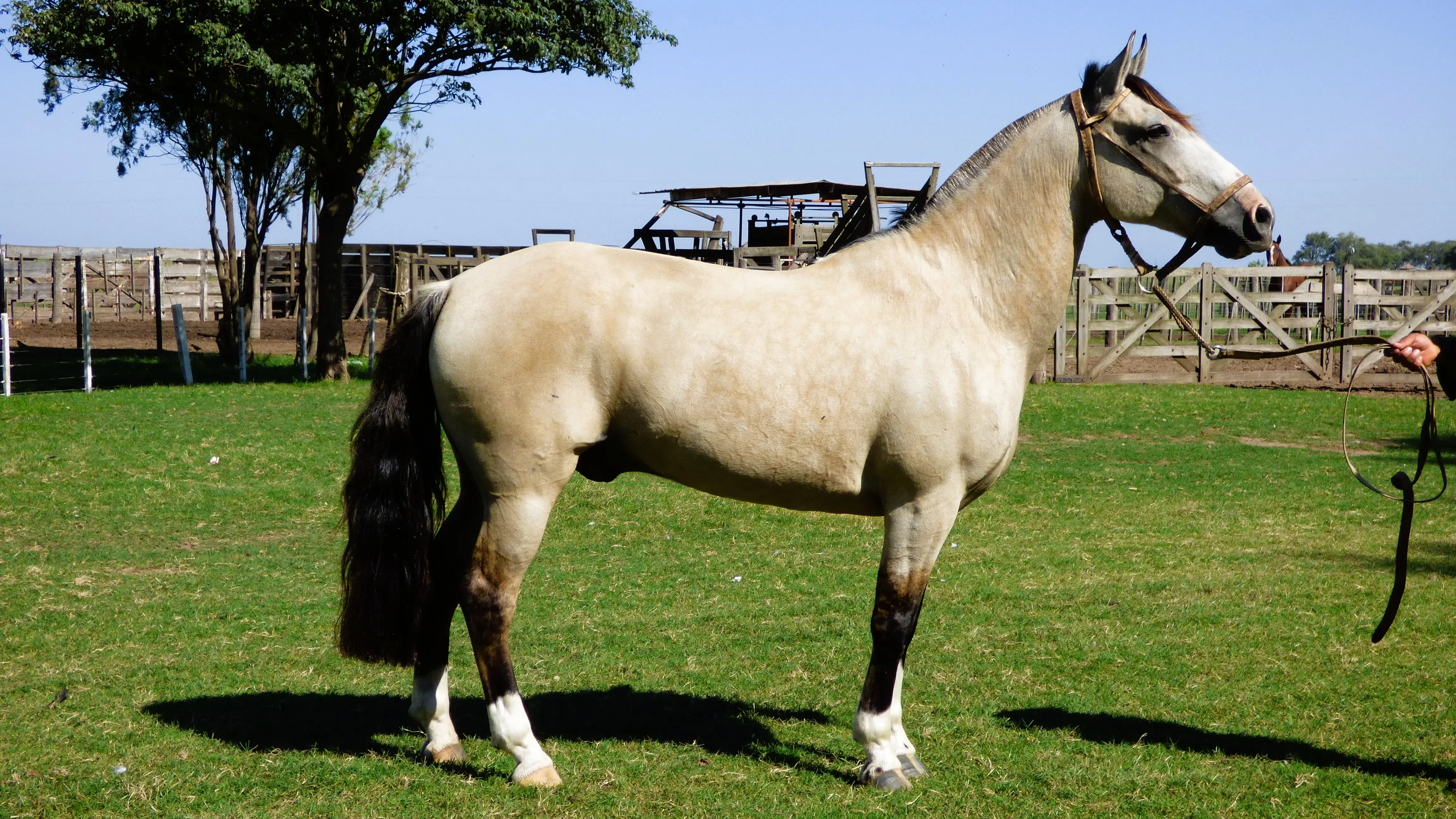 caballo criollo en venta