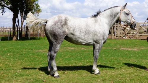 Yegua tordilla entrepesada mansa escuela y funcional
