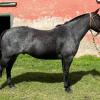 Caballo Moro criollo