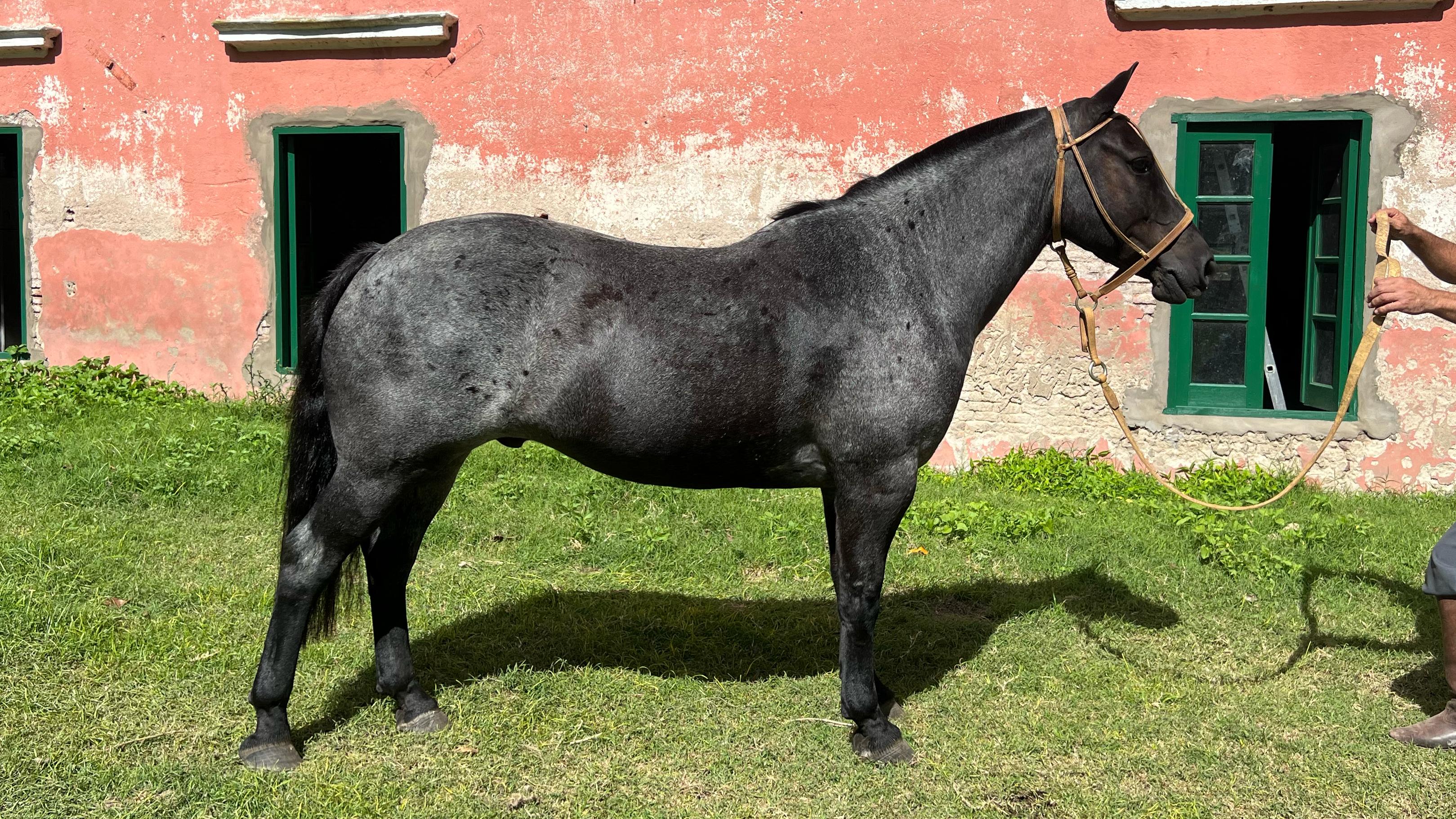 Caballo Moro criollo