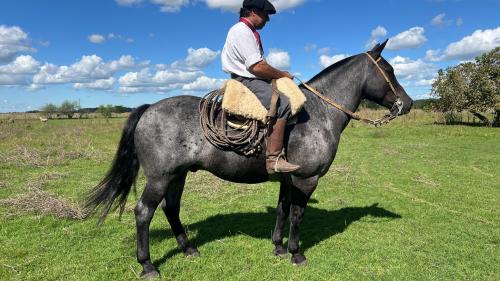 Caballo Moro criollo