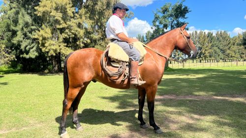 Caballo cruza Cuarto de Milla nuevo y muy manso