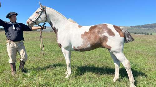 Caballo tobiano entrepesado destacado zarco del lado de montar