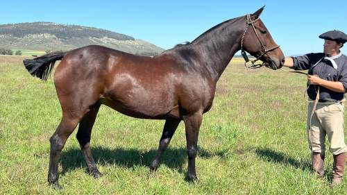 Caballo zaino entrepesado destacado y completo