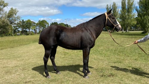 Caballo picaso destacado cruza con cuarto de milla