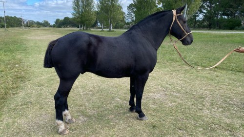 Caballo picaso entrepesado muy manso