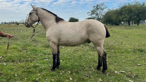 caballo bayo cabos negros