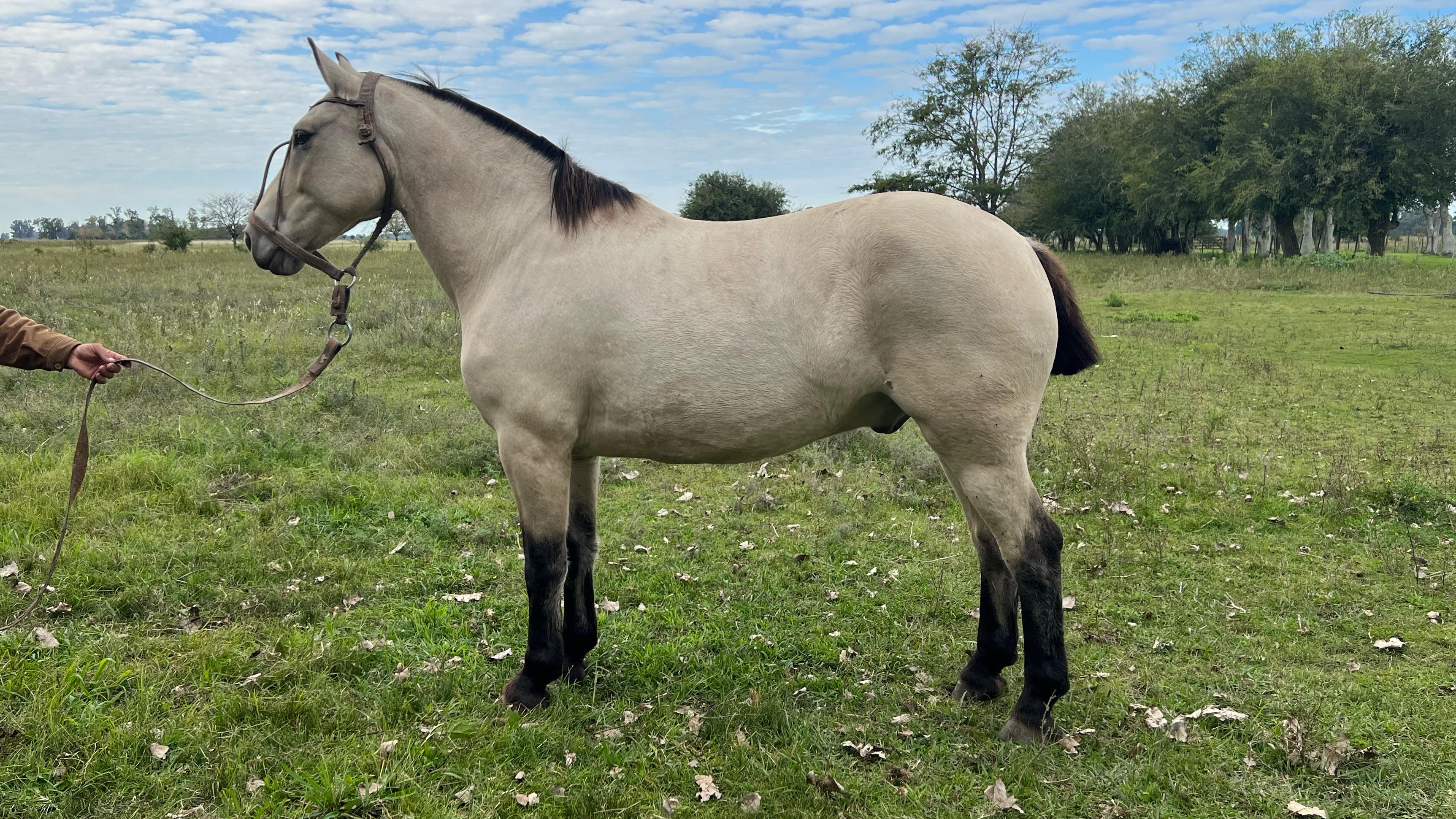 caballo bayo cabos negros