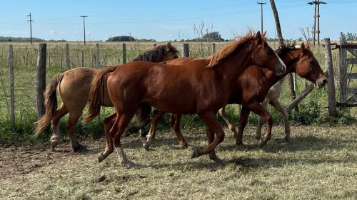 Potranca alazana hija de SPC y madre mestiza