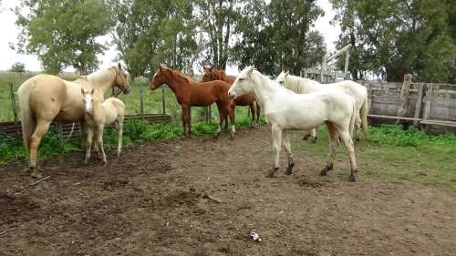 Lote de yeguas cruza cuarto de milla con potrillo