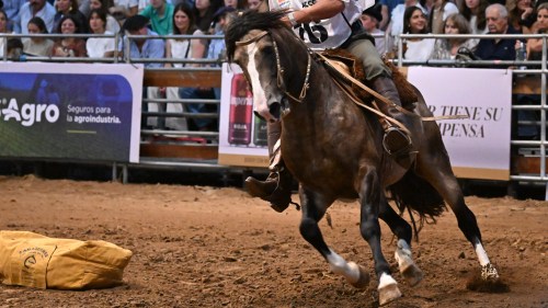 caballo criollo puro en venta Jaguel Fuego finalista freno de oro nuestros caballos