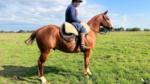 caballo cuarto de milla en venta