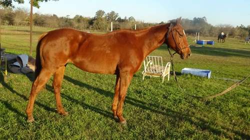 Yegua alazana jugadora de polo