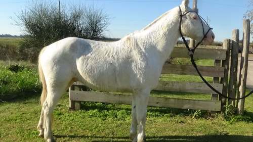 Caballo blanco de mediano tamaño