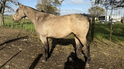 Caballo bayo encerado para gente con manejo