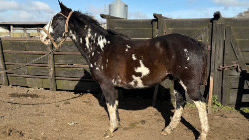caballo overo negro manso y garantido y nuevo