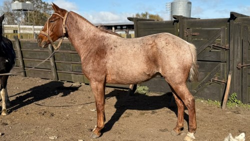 Caballo rosillo colorado entrepesado