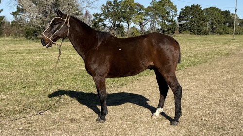 Caballo zaino de 6 años manso y funcional