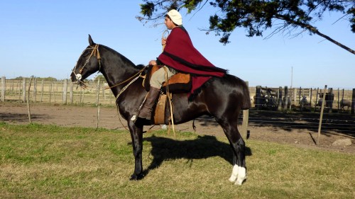 Caballo Picazo entrepesado manso escuela funcional