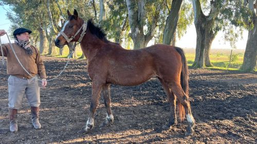 Potranca Arabe malacara de 2,5 años
