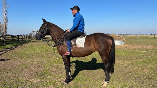 Yegua Picaza Escuela para Polo o Paseo