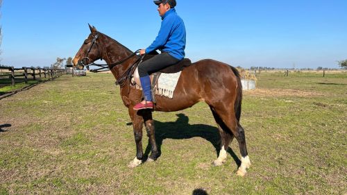 Yegua malacara ideal para polo o paseo