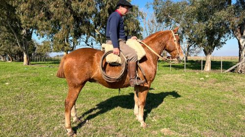 Caballo Alazan fuerte de trabajo