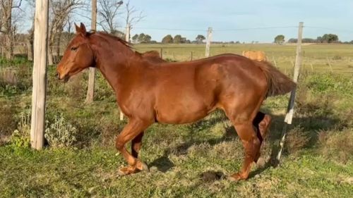 POTRO TOSTADO MESTIZO DE CUARTO DE MILLA Y MANSO DE ABAJO