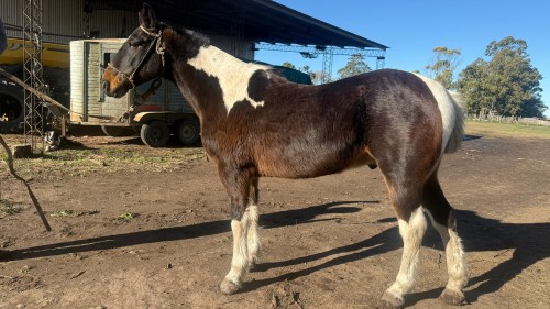 Caballo tobiano manso garantido de campo
