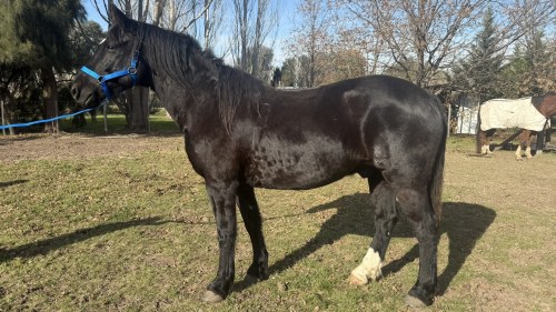 Caballo picazo alto y funcional