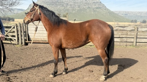 Potranca colorada mestiza cuarto de milla
