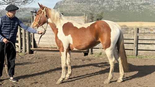 Potranca tobiana alazana muy linda