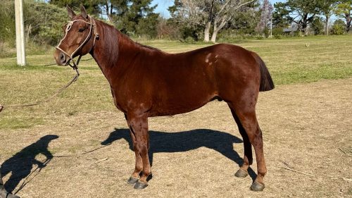 Caballo cuarto de milla puro registrado en venta