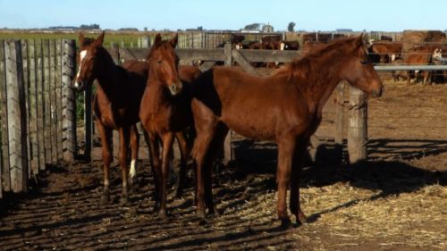 Potrancas de destete cuartos de milla