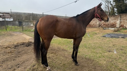 YEGUA SPC REGISTRADA LLAMADA DE BELLOSO