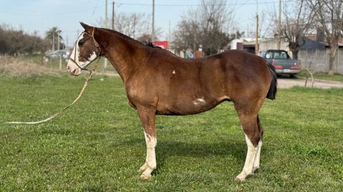 Caballo Picaso Overo manso y funcional