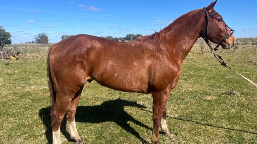 Caballo alazan cuarto de milla de trabajo