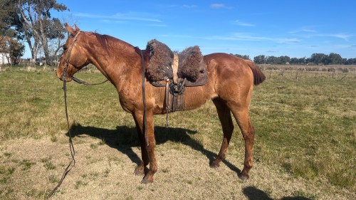 Caballo Gateado nuevo manso de andar dosil