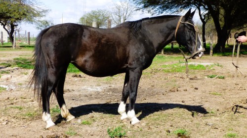 Yegua picaza escuela preñada