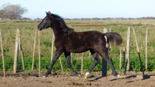 Potrillo entero tordillo negro