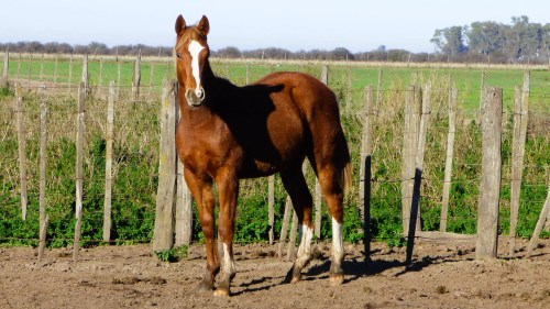 Potrillo alazan ruano cruza cuarto de milla
