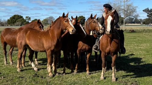 Tropilla entablada de 9 caballos montados de trabajo y la madrina