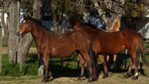 Yeguas zainas al parir de padrillo puro cuarto de milla de trabajo