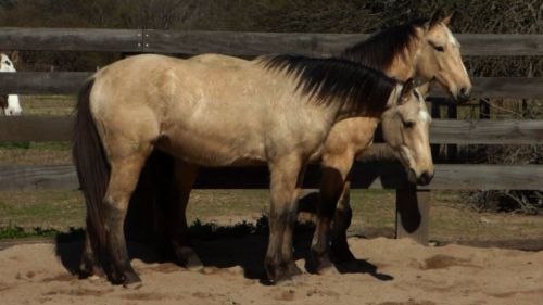 Destacados Potros bayos cabos negros cruza cuarto de milla