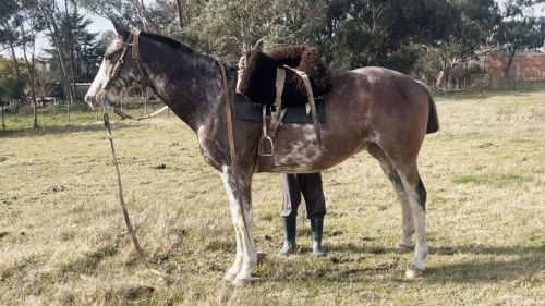 Caballo overo manso funcional