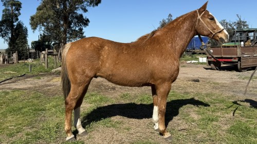 Caballo alazan cruza cuarto de milla