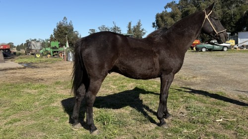 Caballo oscuro elegante de paseo