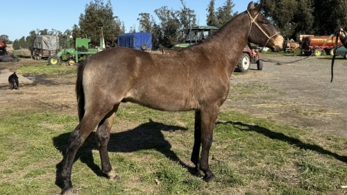 Caballo manso encerado manso garantido
