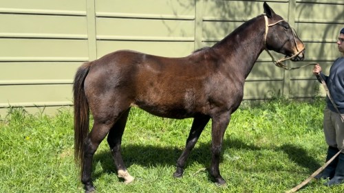 Yegua Zaina mansa y nueva Criollo Puro Registrado