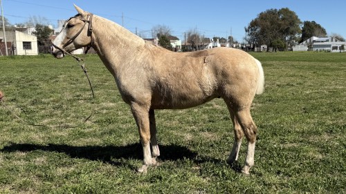 Caballo Bayo Naranja manso y funcional